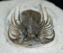Killer Kolihapeltis Trilobite - / Inches Long #4250-3